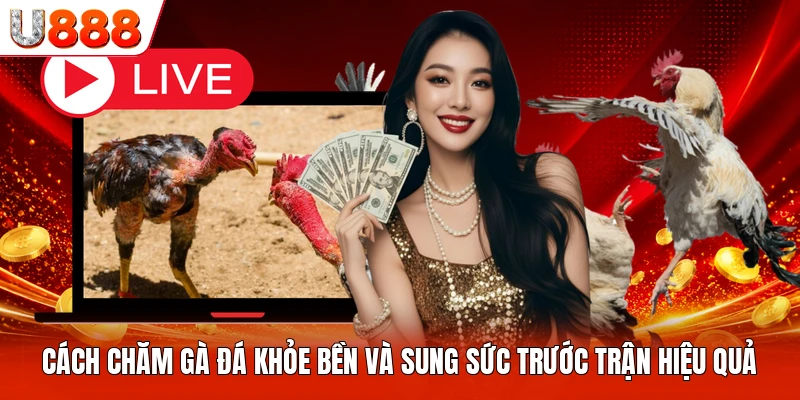 Cách Chăm Gà Đá Khỏe Bền Và Sung Sức Trước Trận Hiệu Quả