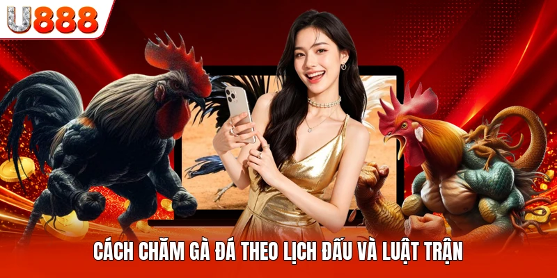 Cách chăm gà đá theo lịch đấu và luật trận