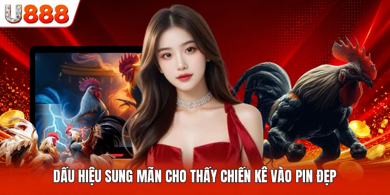 Dấu hiệu sung mãn cho thấy chiến kê vào pin đẹp